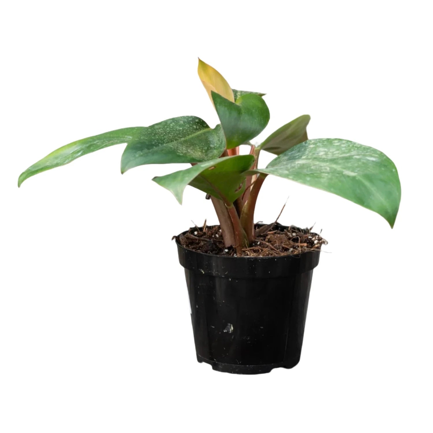 Philodendron Super Dwarf Red - 4''