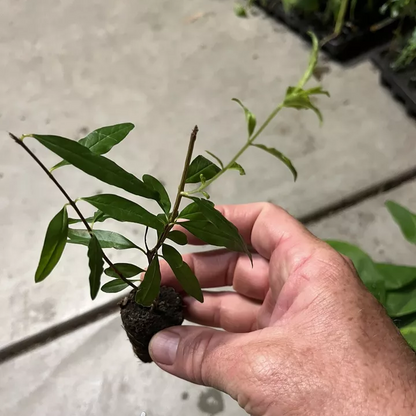 Salavatski Pomegranate (Punica sp.) 2 TC Plant Plugs