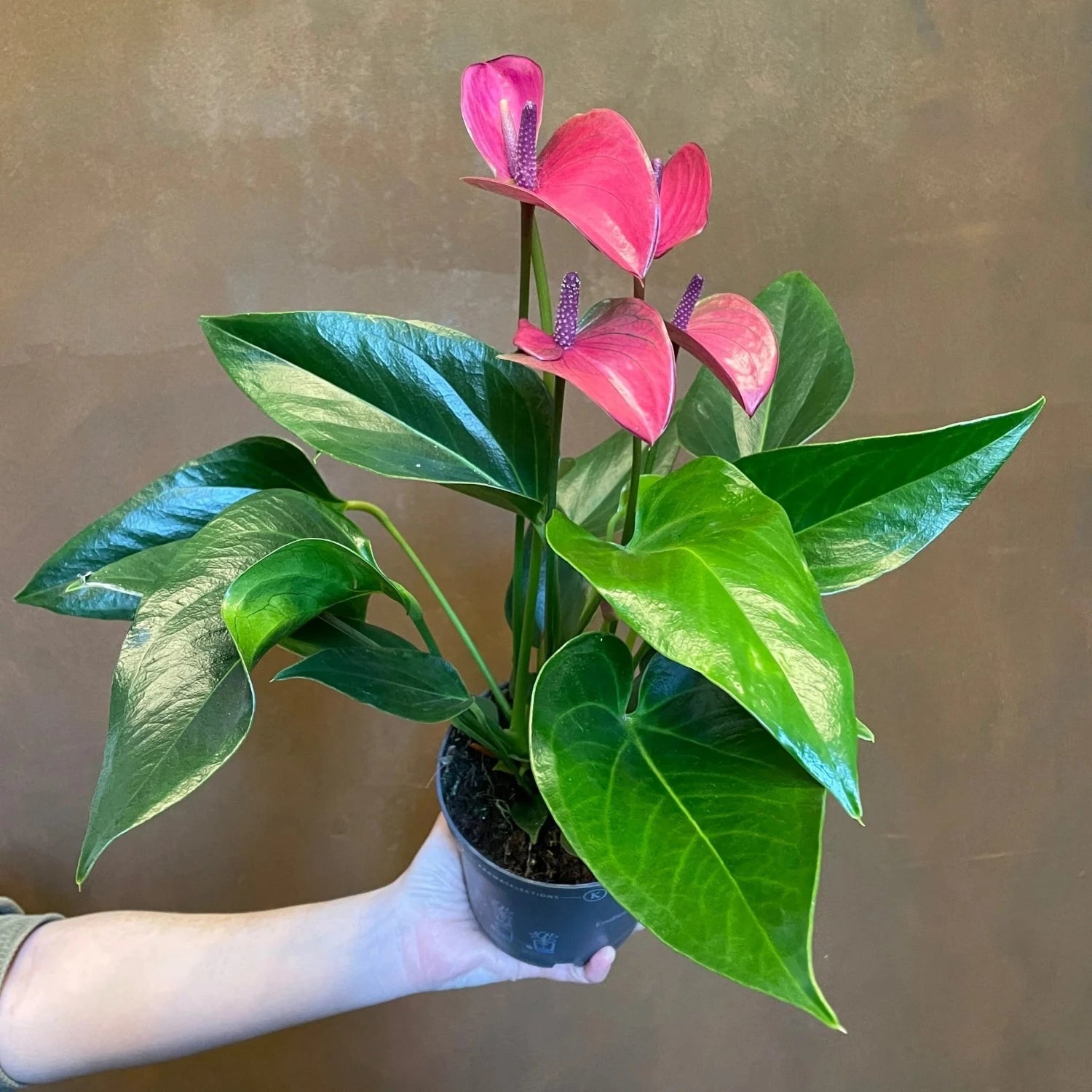 Purple Anthurium - 6"