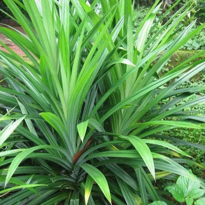 Pandanus amaryllifolius - Pandan leaf - Asian cooking herb - Live Plant