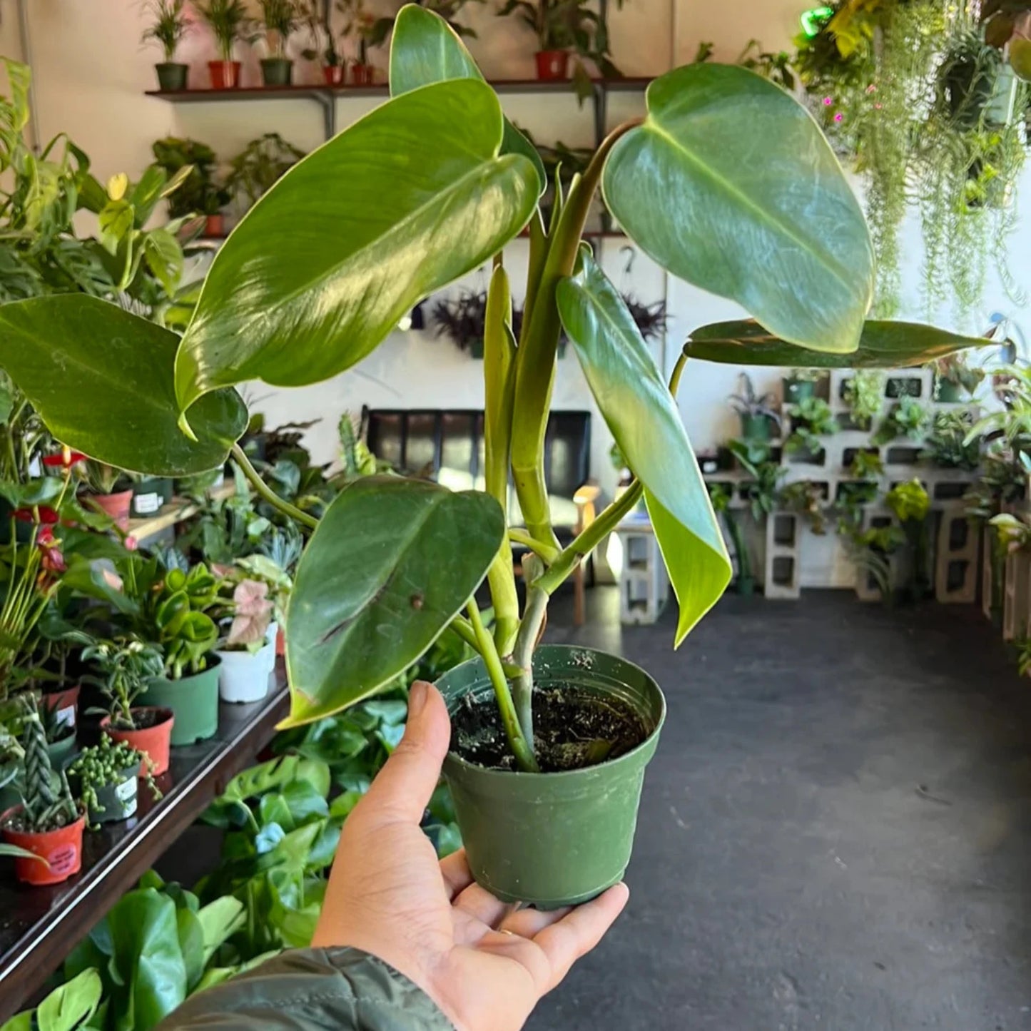 Philodendron Emerald Green - 4''