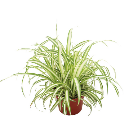 Ocean Spider Plant Variegated - 6''