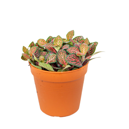 Pink Fittonia - 4"