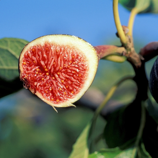 Fig Tree Edible Live Plant Violet de Bordeaux