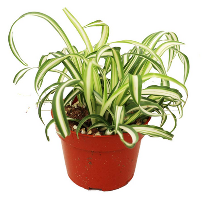 Bonnie Curly Spider Plant - 6''