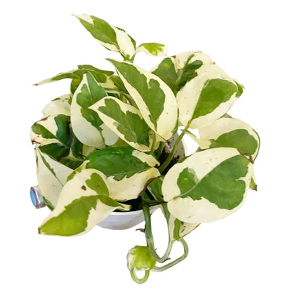 Pothos ('N Joy') - 4''