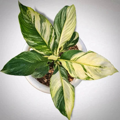 Variegated Spath Sensation Peace Lily - 4''