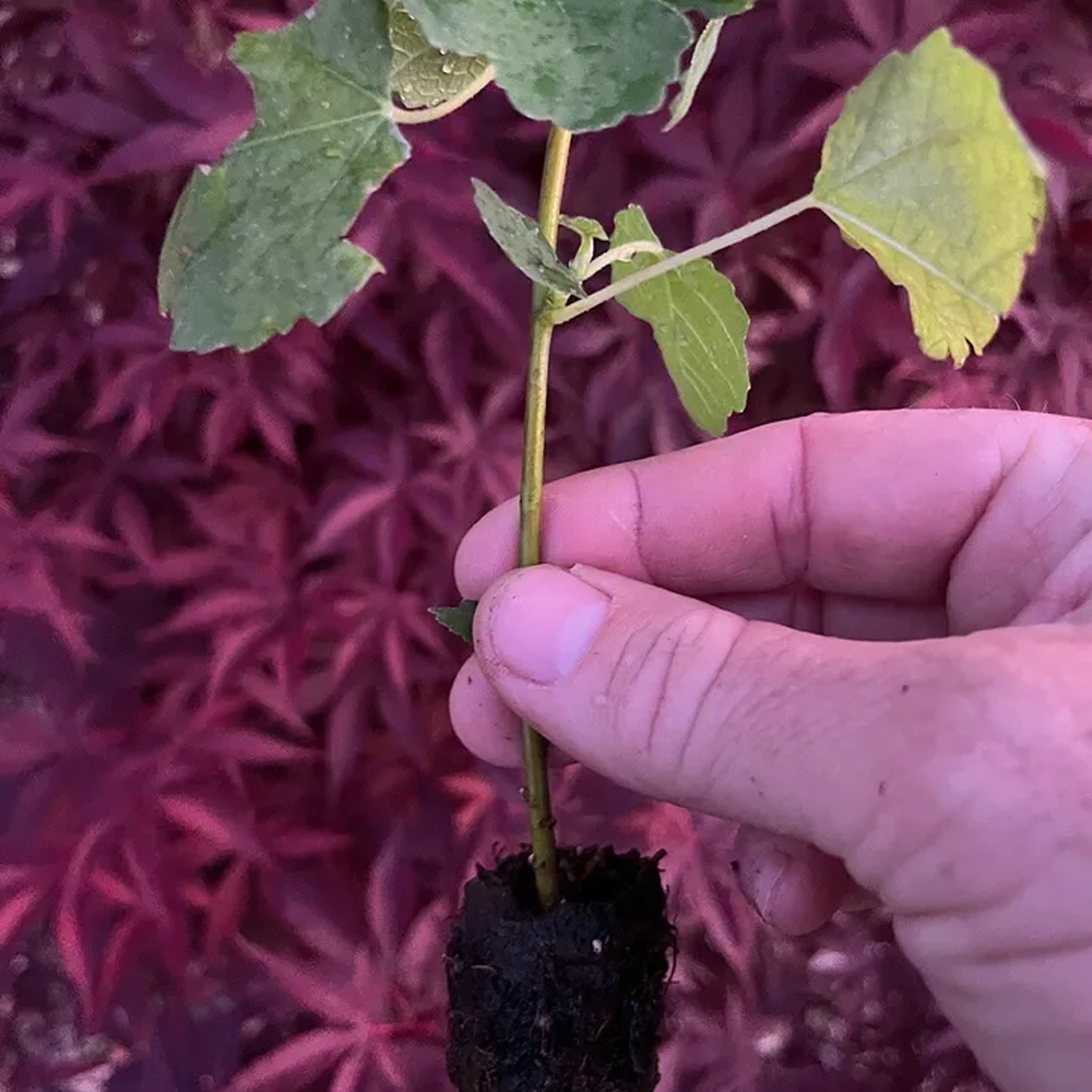 LSU Gold Fig Tree - Ficus carica - Live Plant From Tiny Cutting ! 6 PACK SPECIAL