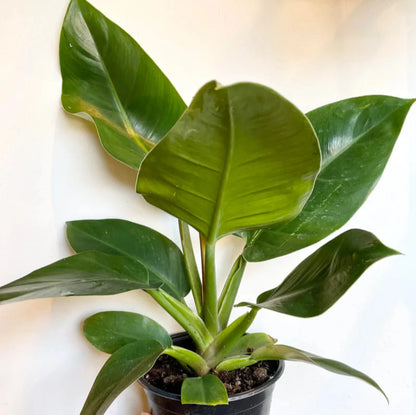 Philodendron Emerald green - 6''