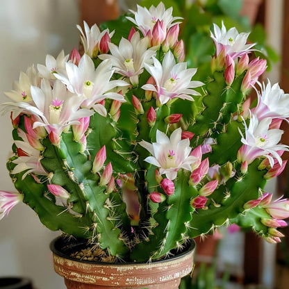 Zygocactus Rose Light Pink Christmas Cactus - 4''