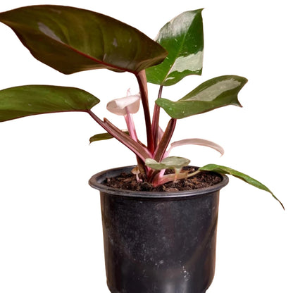 Philodendron Pink Princess - 6''