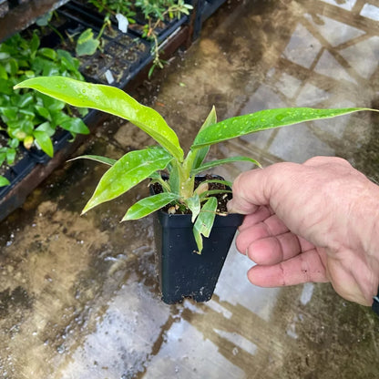 Philodendron Narrow - 'Jungle Boogie' or 'Tigers Tooth'