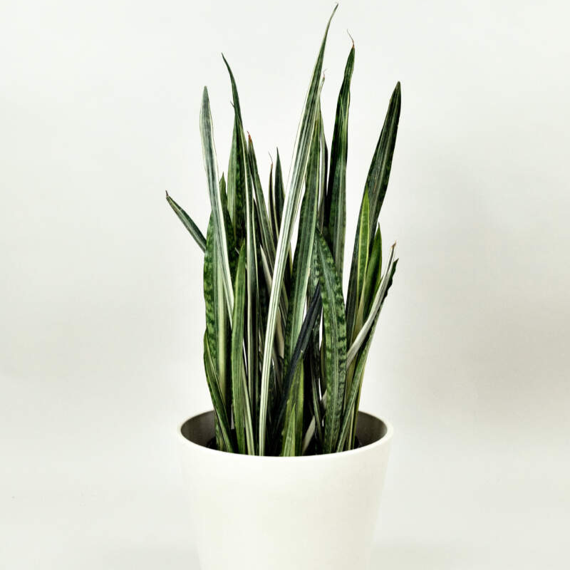 Sansevieria Bantel's Sensation - 4"