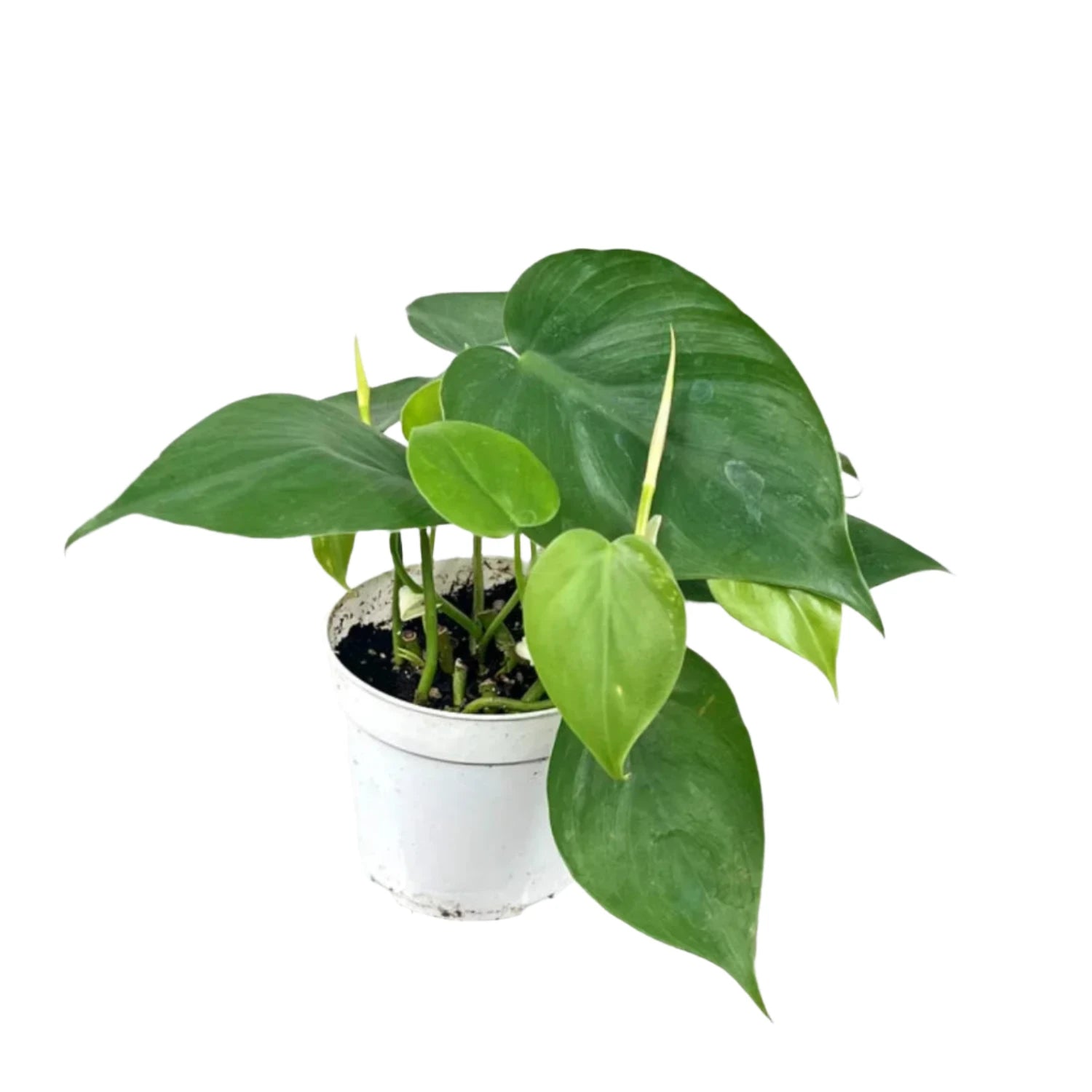 Philodendron Cordatum - 4"