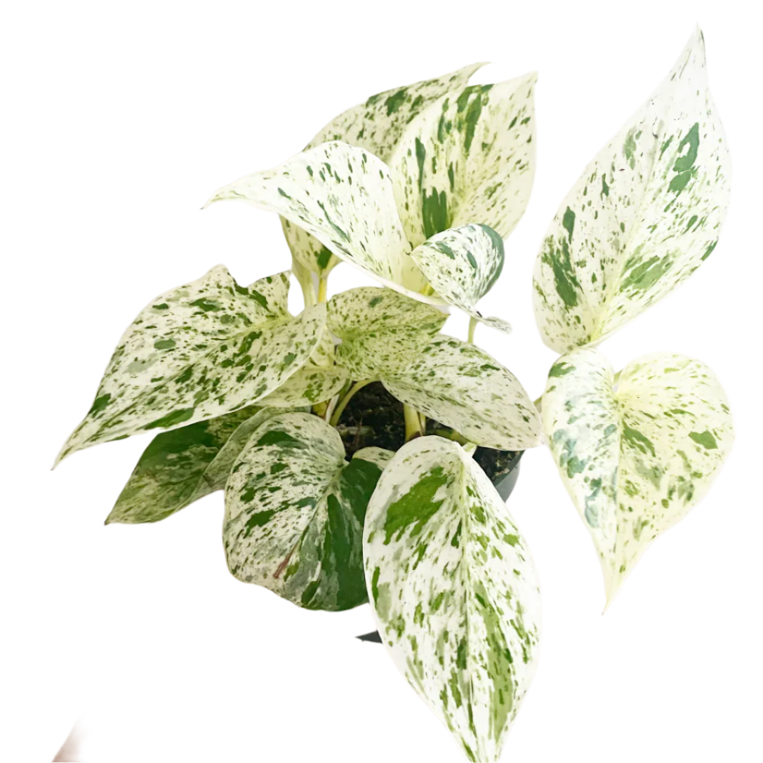 Snow Queen Pothos - 4''