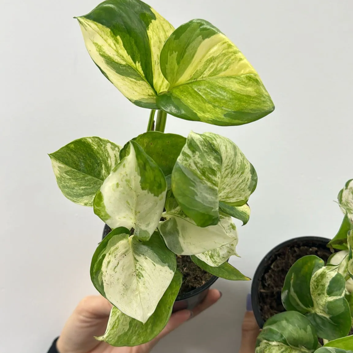 Manjula Pothos - 4''