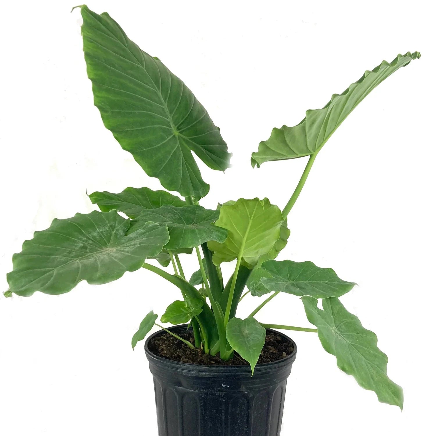 Colocasia - 'Thai Giant' - Elephant Ear