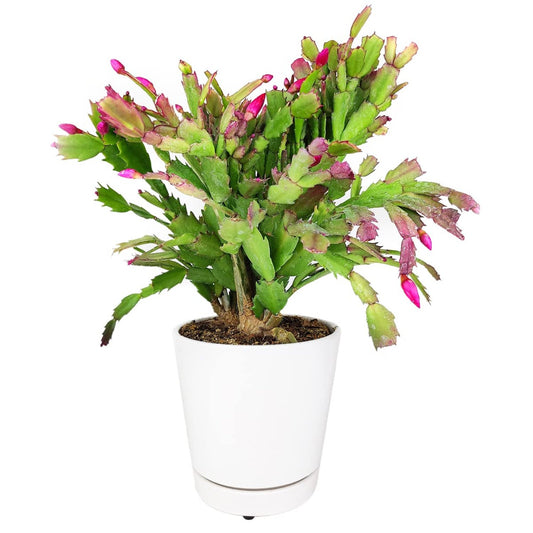 Zygocactus Christmas Cactus (Red, White, Green) - 6''