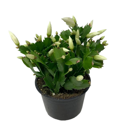 Christmas Cactus White - 4''