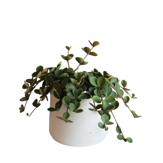 Peperomia Hope- 6"