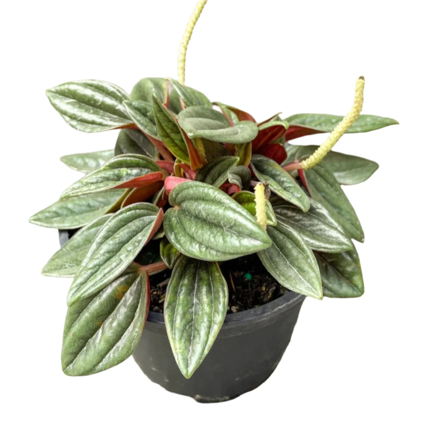 Peperomia Rosso - 4''