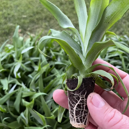 Florida Special Pineapple Plant - 1 Live Starter Plant