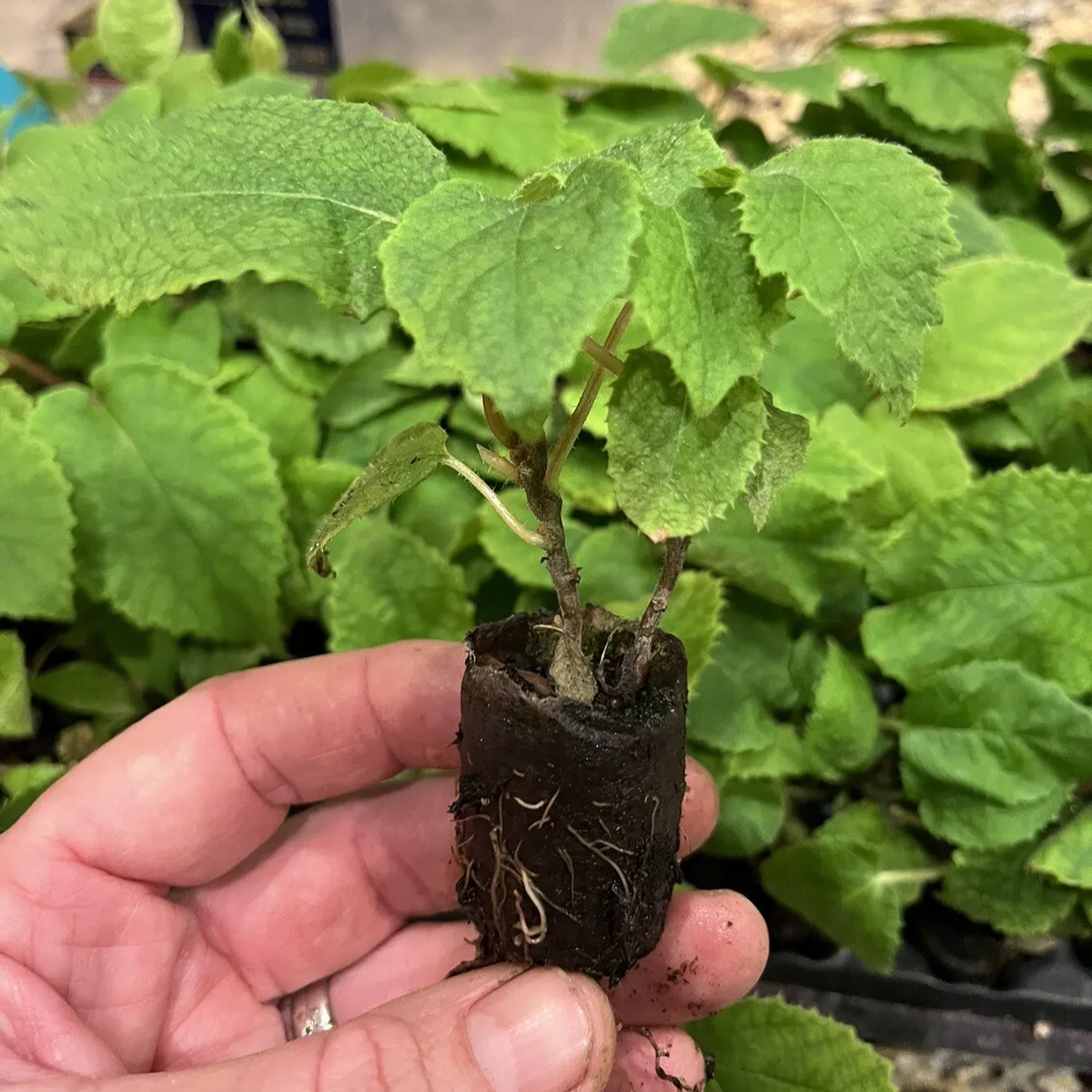 Female Kiwi - Actinidia chinensis - Female Vincent ! Live Plant