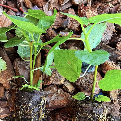 Fig Tree “Yellow Long Neck" 2 Plants Spring Special!