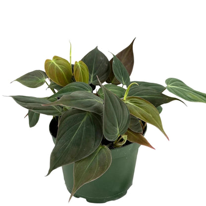 Philodendron Micans - 6"