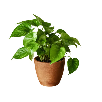 Green queen Jade Pothos - 4''