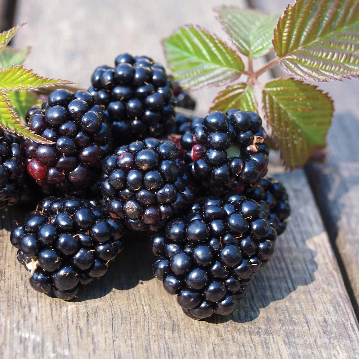 Big Daddy Thornless Blackberry Live Plants