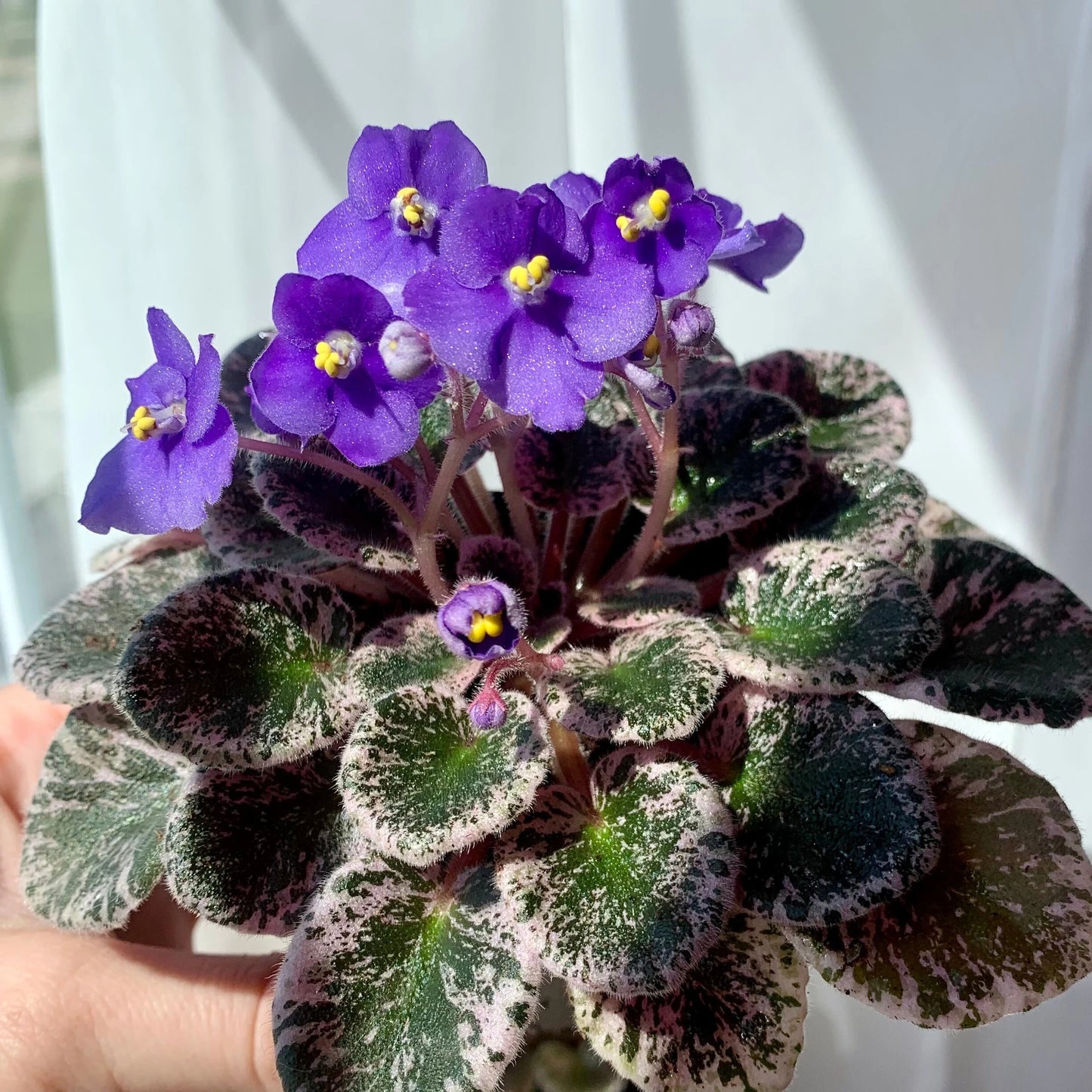 Saintpaulia - Violeta Africana Variegated - 4"