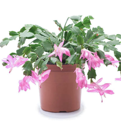 Rose Christmas Cactus - 4''