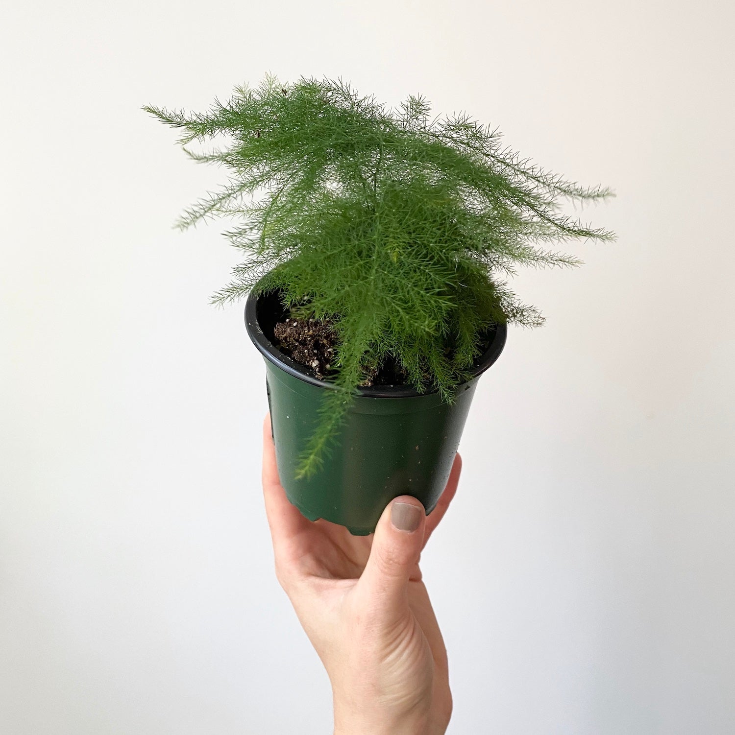 Plumosa Fern - 4''