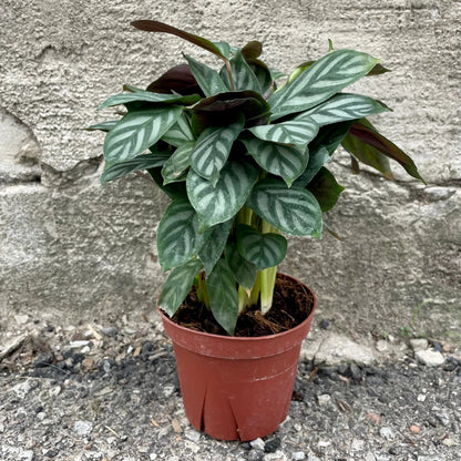 Calathea Setosa Grey Star - 4''