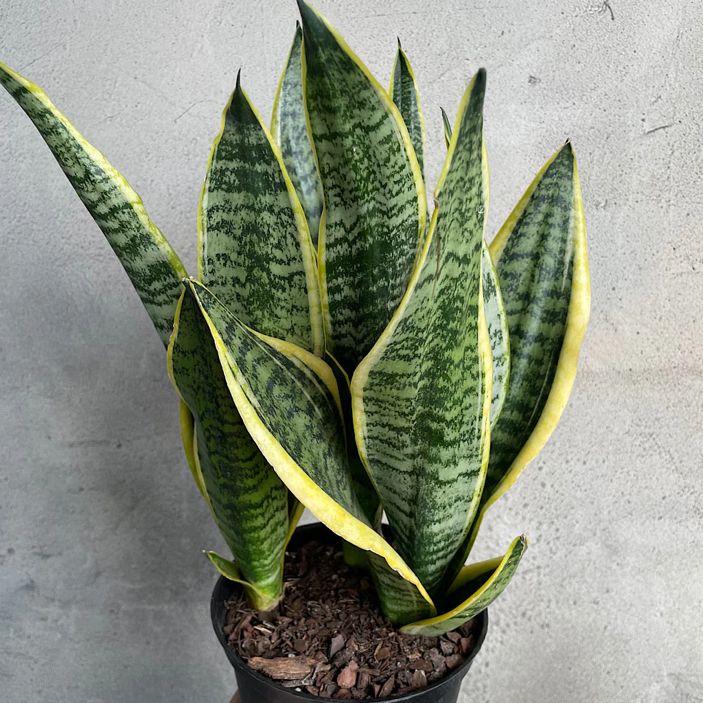 Sansevieria Superba - 6"