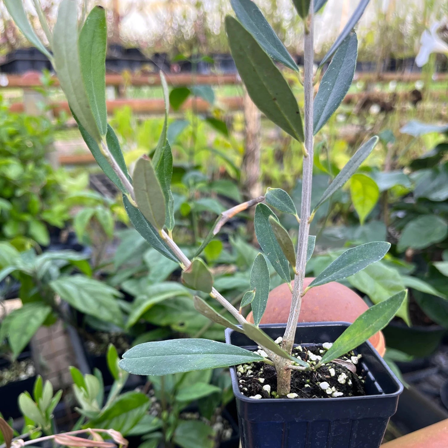 Olive Tree - 'Oblonga' - Olea Europaea