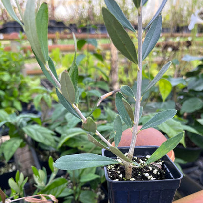 Olive Tree - 'Oblonga' - Olea Europaea