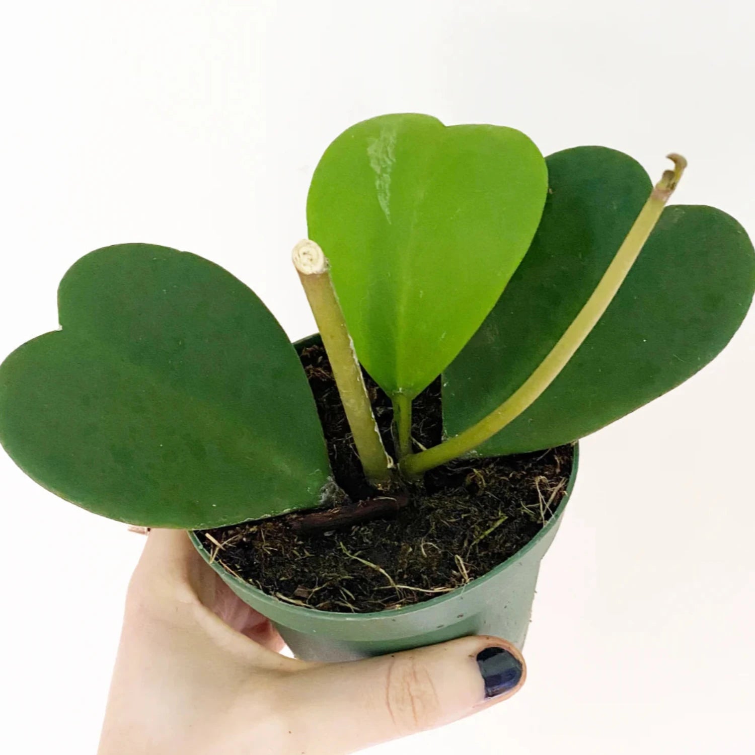 Hoya Kerrii Non-Variegated (2+ Leaves) - 4"