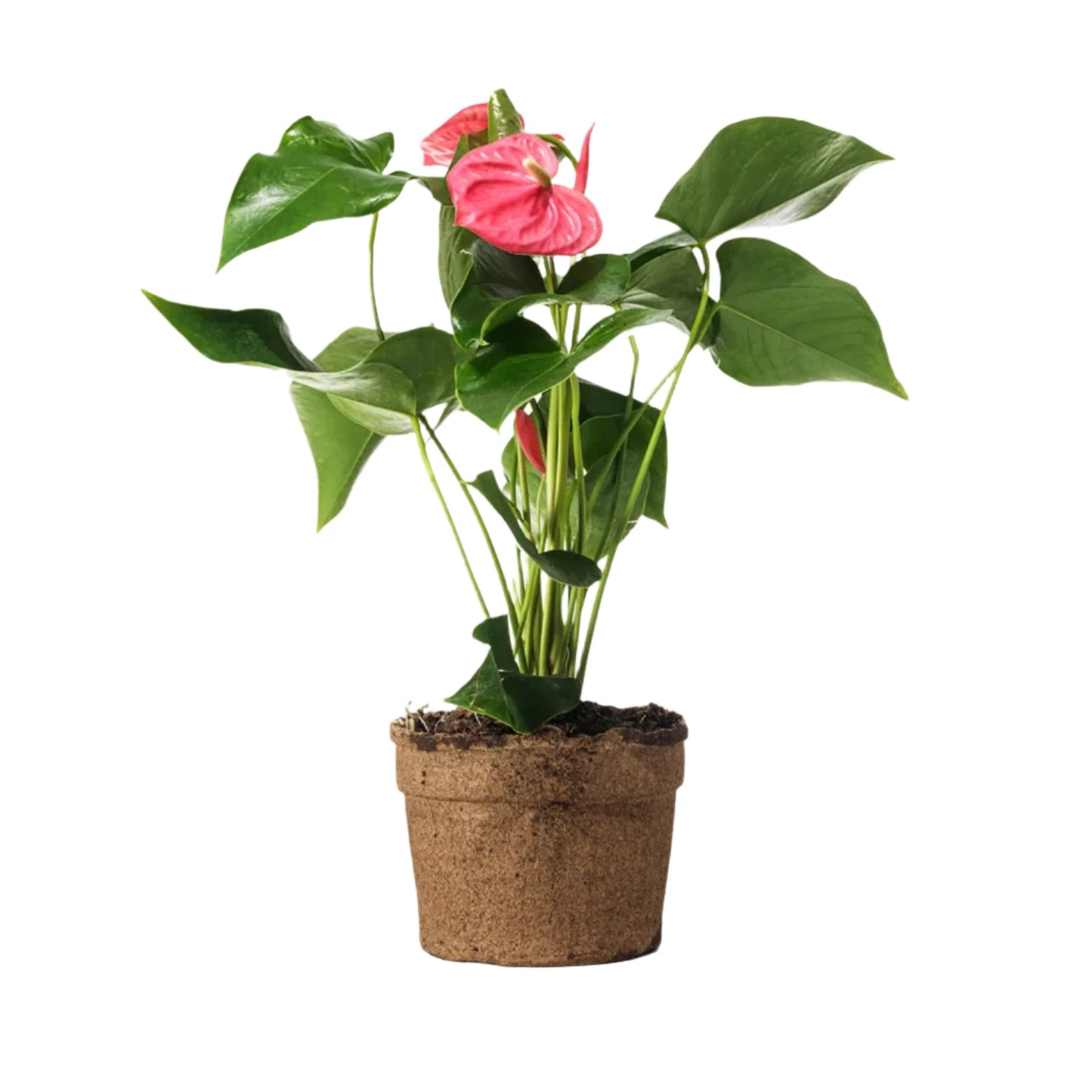 Pink Anthurium - 6"