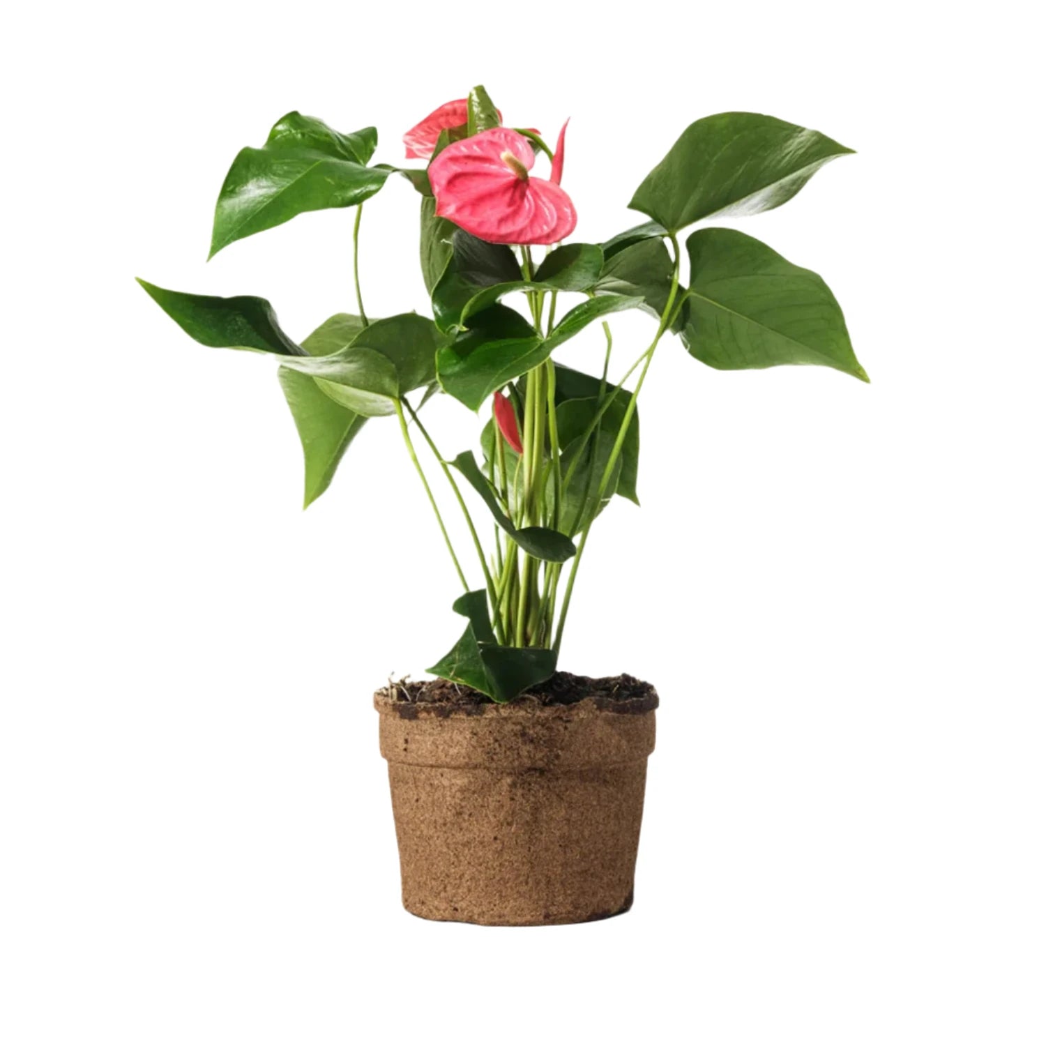 Pink Anthurium - 6"