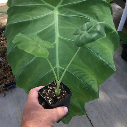 Colocasia - 'Thai Giant' - Elephant Ear