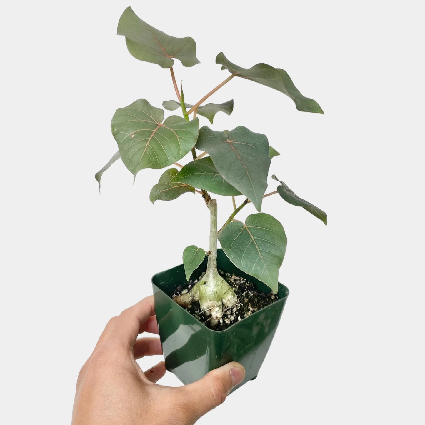 Ficus Petiolaris- 4''