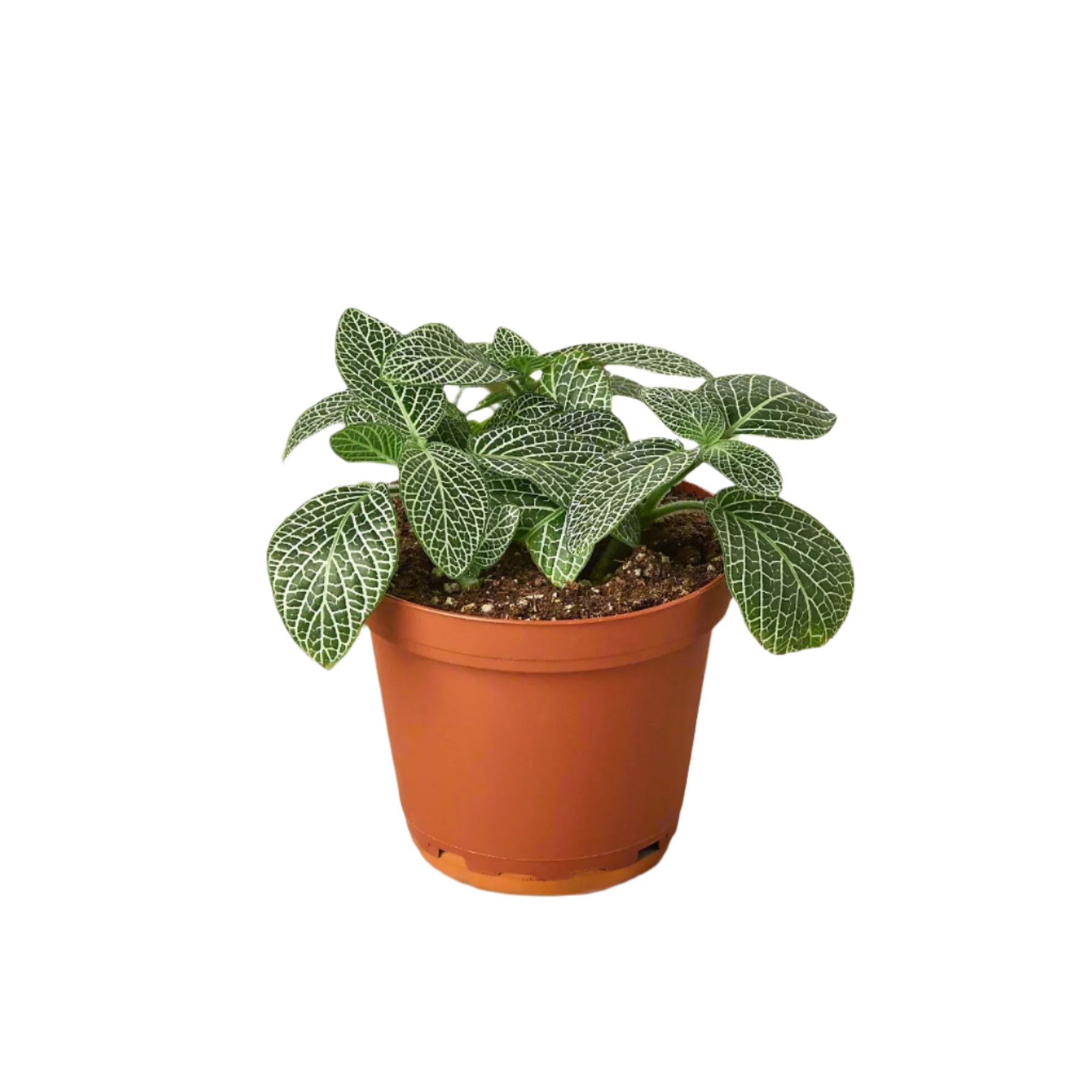 White Fittonia - 6"