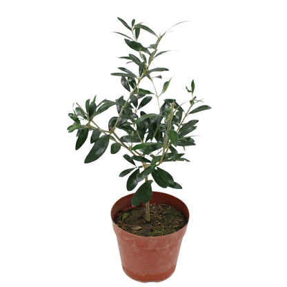 Olive Tree - 'Oblonga' - Olea Europaea