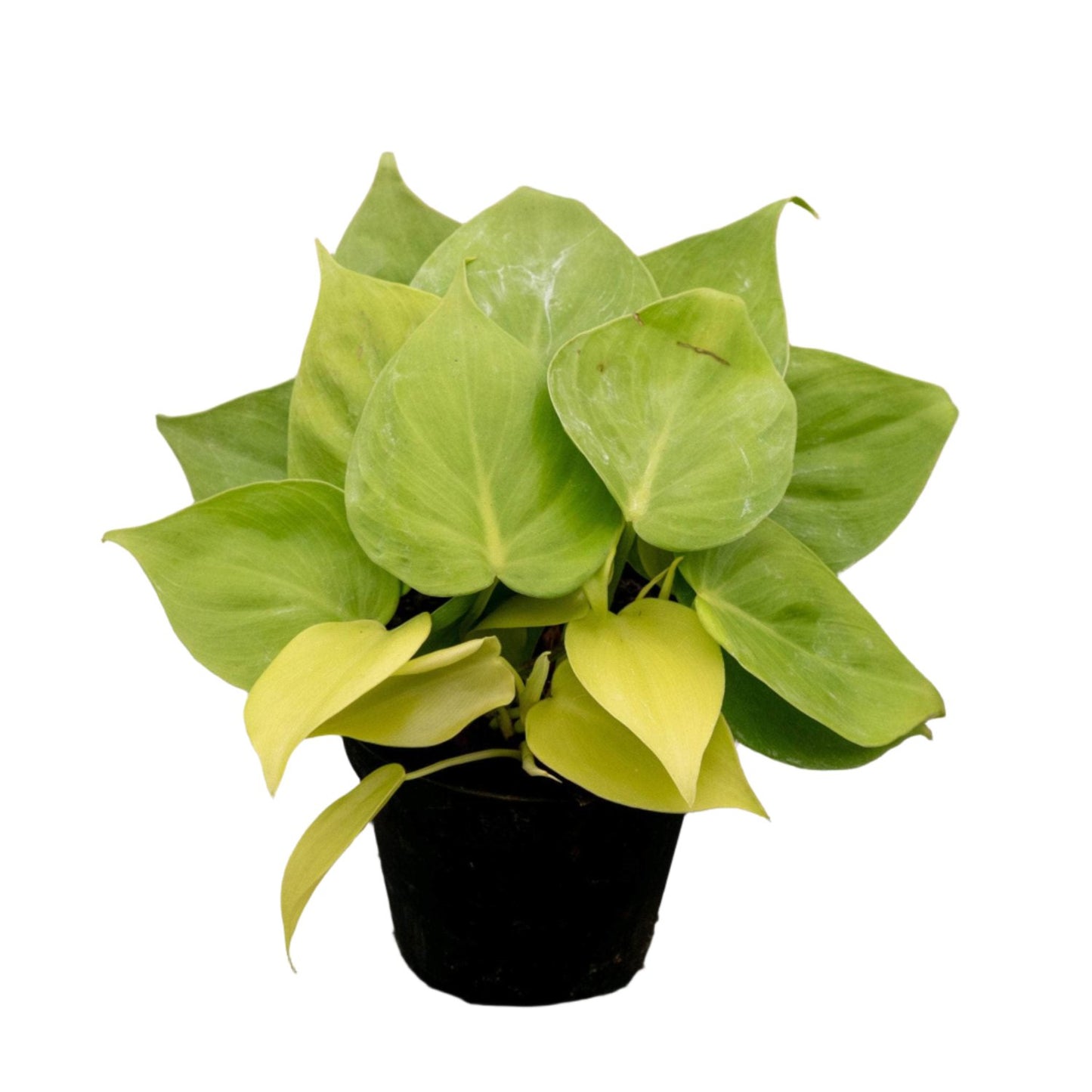 Philodendron Lemon Lime 4"