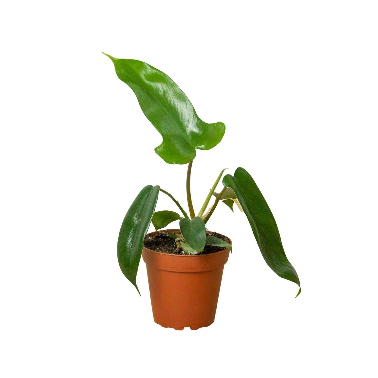 Philodendron Florida Beauty Red Stem - 4''