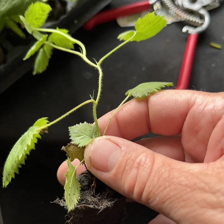 Columbia Giant-Blackberry - Rubus - 10 Plants