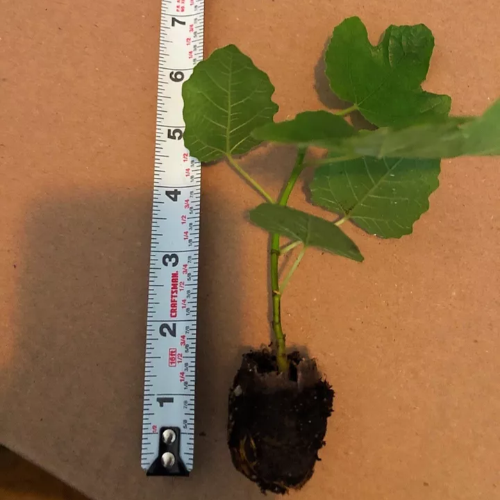 Fig Tree Combo Pack Cold Weather 4 Varieties