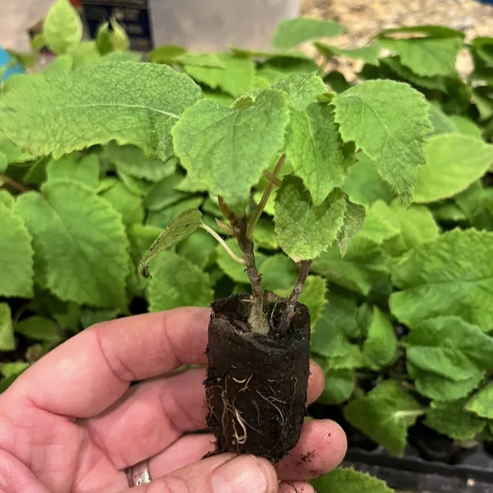 Male Kiwi - Actinidia chinensis - Male Tomuri! Live Plant